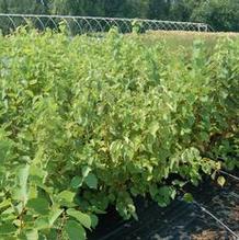 Corylus americana Corylus americana