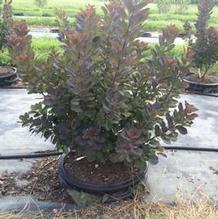 Cotinus coggygria 'Royal Purple' Cotinus coggygria 'Royal Purple'