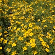 Coreopsis verticillata 'Zagreb' Coreopsis verticillata 'Zagreb'