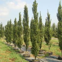 Carpinus betulus 'Fastigiata' Carpinus betulus 'Fastigiata'