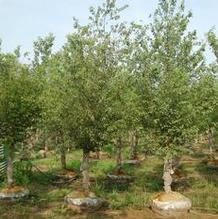 Carpinus caroliniana Carpinus caroliniana