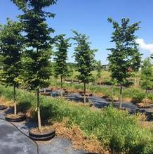 Celtis occidentalis Celtis occidentalis