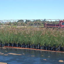 Calamagrostis acutifolia 'Karl Foerster' Calamagrostis acutifolia 'Karl Foerster'