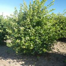 Crataegus crusgalli Crataegus crusgalli