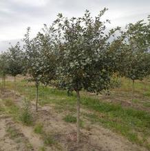 Crataegus viridus 'Winter King' Crataegus viridus 'Winter King'