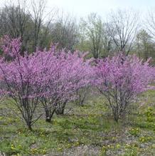 Cercis canadensis Cercis canadensis