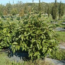 Chionanthus virginicus Chionanthus virginicus