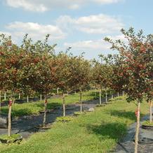 Crataegus crusgalli 'Inermis' Crataegus crusgalli 'Inermis'
