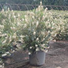 Clethra alnifolia 'Hummingbird' Clethra alnifolia 'Hummingbird'