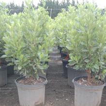 Clethra alnifolia 'Ruby Spice' Clethra alnifolia 'Ruby Spice'