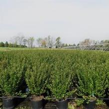 Cotoneaster lucidus Cotoneaster lucidus