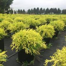 Chamaecyparis pisifera filifera 'Gold Mop' Chamaecyparis pisifera filifera 'Gold Mop'