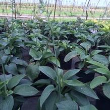 Hosta sieboldiana 'Elegans' Hosta sieboldiana 'Elegans'