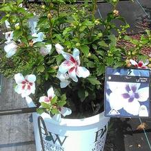 Hibiscus syriacus 'Antong Two' Hibiscus syriacus 'Antong Two'
