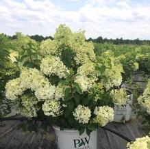 Hydrangea paniculata 'ILVOBO' Hydrangea paniculata 'ILVOBO'