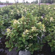 Hydrangea paniculata 'SMHPLQF' Hydrangea paniculata 'SMHPLQF'