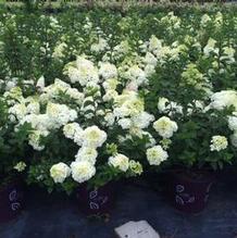 Hydrangea paniculata 'Rensun' Hydrangea paniculata 'Rensun'