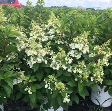 Hydrangea paniculata 'Dvppinky' Hydrangea paniculata 'Dvppinky'