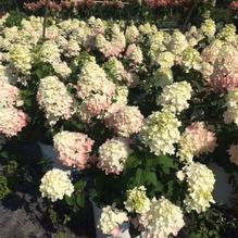 Hydrangea paniculata 'Fire Light®' Hydrangea paniculata 'Fire Light®'