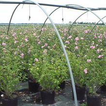 Hibiscus syriacus 'Aphrodite' Hibiscus syriacus 'Aphrodite'