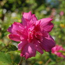 Hibiscus syriacus 'Lucy' Hibiscus syriacus 'Lucy'