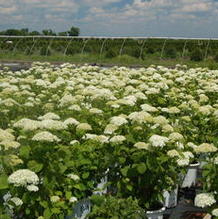 Hydrangea arborescens 'Abetwo' Hydrangea arborescens 'Abetwo'