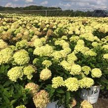 Hydrangea paniculata 'Jane' Hydrangea paniculata 'Jane'