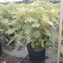 Hydrangea quercifolia 'Alice' Hydrangea quercifolia 'Alice'