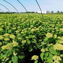 Hydrangea arborescens 'Annabelle' Hydrangea arborescens 'Annabelle'