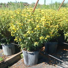 Hypericum kalmianum Hypericum kalmianum