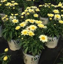 Leucanthemum superbum 'Banana Cream' Leucanthemum superbum 'Banana Cream'