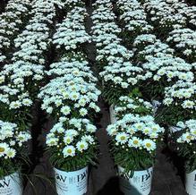 Leucanthemum 'Daisy Duke' Leucanthemum 'Daisy Duke'