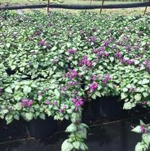 Lamium maculatum 'Purple Dragon' Lamium maculatum 'Purple Dragon'