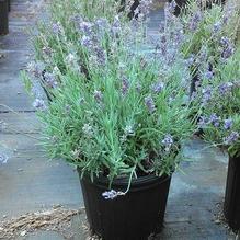 Lavandula angustifolia 'Munstead' Lavandula angustifolia 'Munstead'