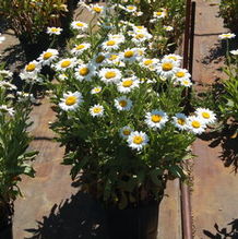 Leucanthemum superbum 'Becky' Leucanthemum superbum 'Becky'
