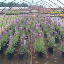 Liatris spicata 'Kobold' Liatris spicata 'Kobold'