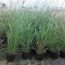 Miscanthus sinensis 'Silberfeder' Miscanthus sinensis 'Silberfeder'