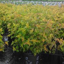 Physocarpus opulifolius 'Jefam' Physocarpus opulifolius 'Jefam'