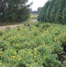 Potentilla fruticosa 'Goldfinger' Potentilla fruticosa 'Goldfinger'