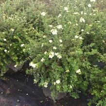 Potentilla fruticosa 'McKay's White' Potentilla fruticosa 'McKay's White'
