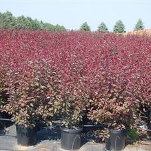 Prunus cistena Prunus cistena