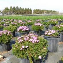 Phlox subulata 'Emerald Pink' Phlox subulata 'Emerald Pink'