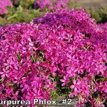 Phlox subulata 'Atropurpurea' Phlox subulata 'Atropurpurea'