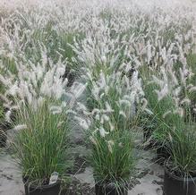 Pennisetum alopecuroides 'Hameln' Pennisetum alopecuroides 'Hameln'