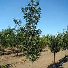 Quercus robur 'Fastigiata' Quercus robur 'Fastigiata'