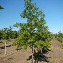 Quercus palustris Quercus palustris