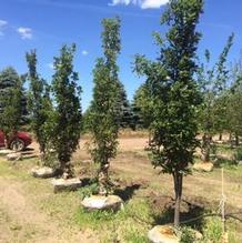 Quercus robur x bicolor 'Nadler' Quercus robur x bicolor 'Nadler'