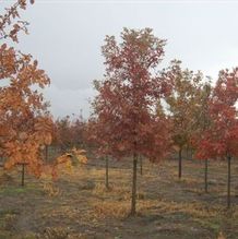 Quercus alba Quercus alba