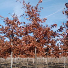 Quercus coccinea Quercus coccinea