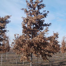 Quercus imbricaria Quercus imbricaria